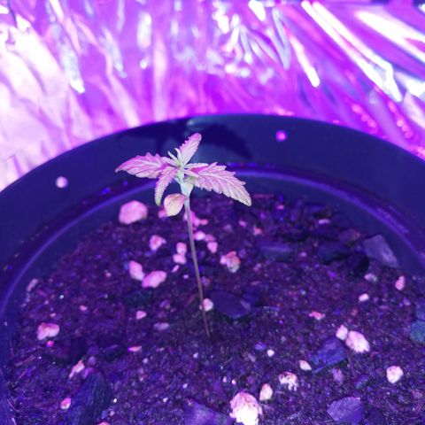Watermelon Zkittlez growlog timeline photo