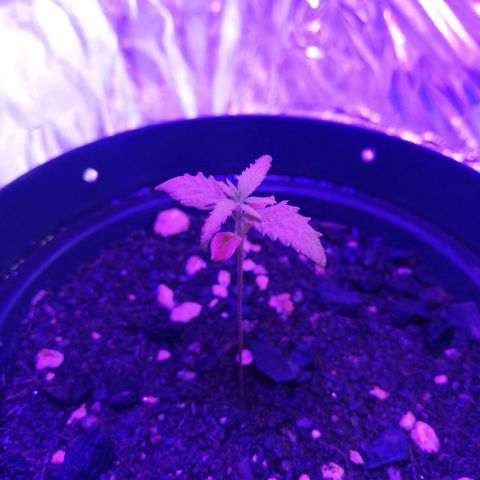 Watermelon Zkittlez growlog timeline photo