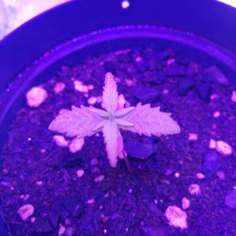 Watermelon Zkittlez growlog timeline photo