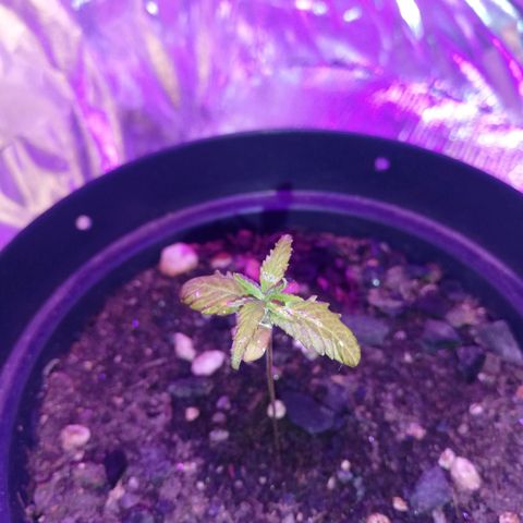 Watermelon Zkittlez growlog timeline photo