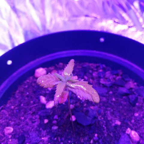 Watermelon Zkittlez growlog timeline photo