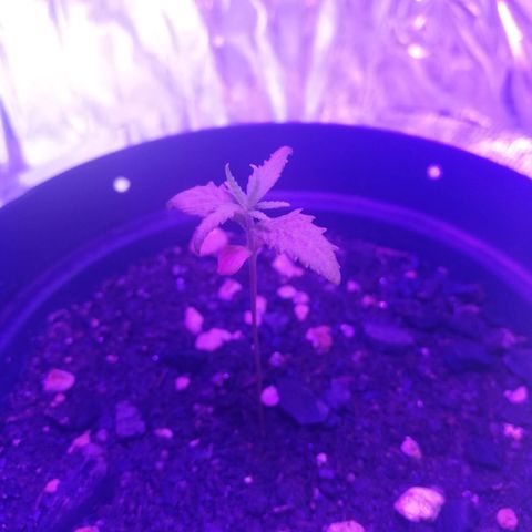 Watermelon Zkittlez growlog timeline photo