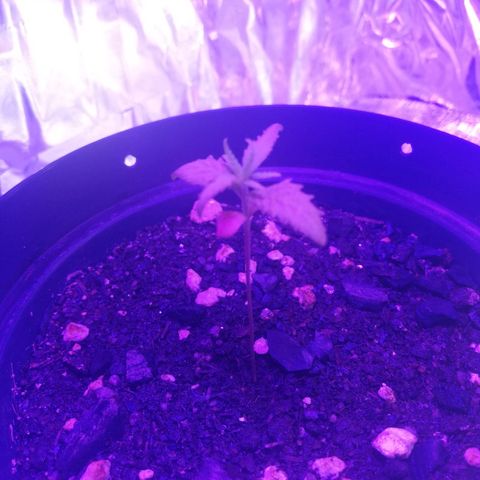 Watermelon Zkittlez growlog timeline photo