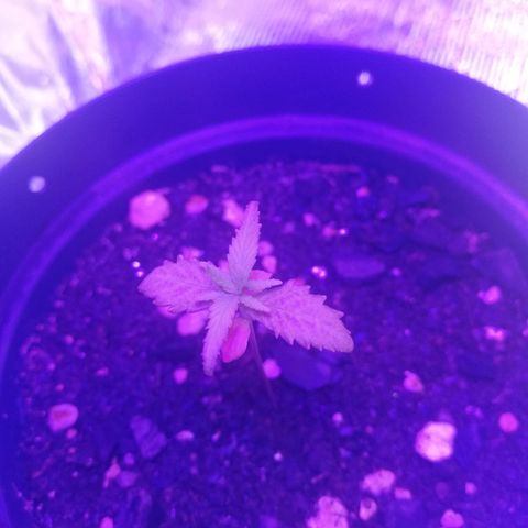 Watermelon Zkittlez growlog timeline photo