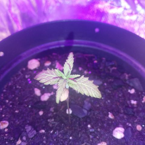 Watermelon Zkittlez growlog timeline photo