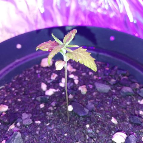 Watermelon Zkittlez growlog timeline photo