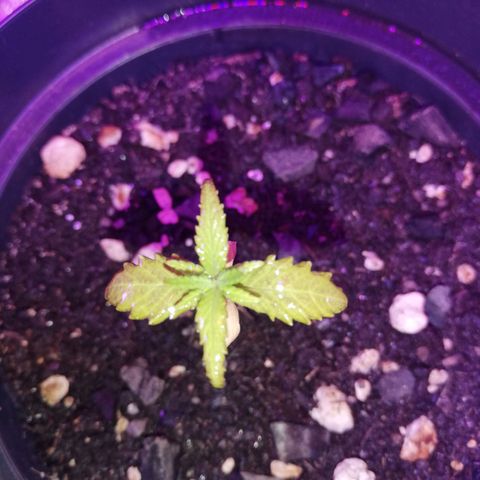 Watermelon Zkittlez growlog timeline photo