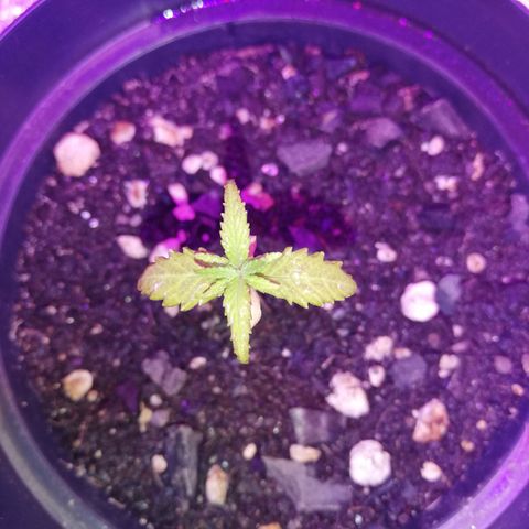Watermelon Zkittlez growlog timeline photo