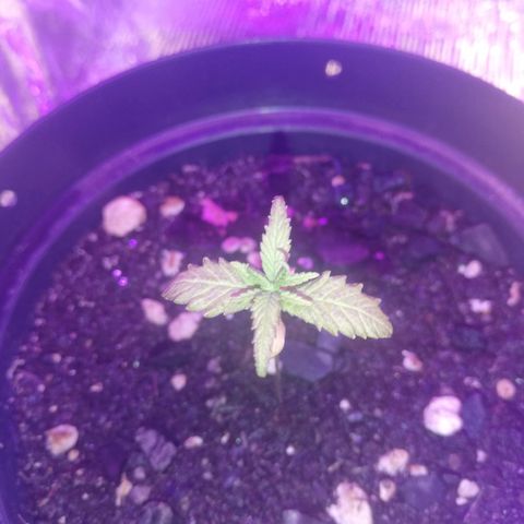 Watermelon Zkittlez growlog timeline photo