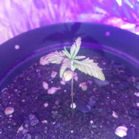 Watermelon Zkittlez growlog timeline photo