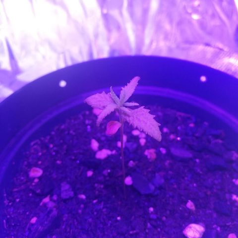 Watermelon Zkittlez growlog timeline photo