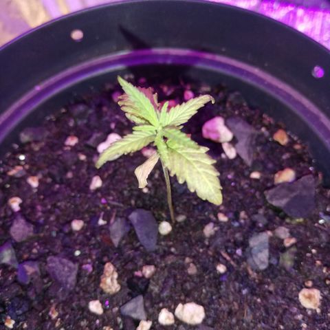 Watermelon Zkittlez growlog timeline photo