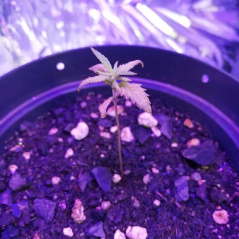 Watermelon Zkittlez growlog timeline photo