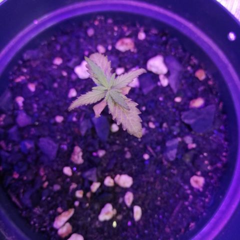 Watermelon Zkittlez growlog timeline photo