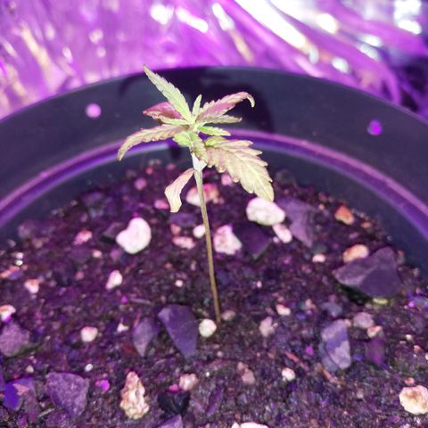 Watermelon Zkittlez growlog timeline photo