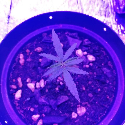 Watermelon Zkittlez growlog timeline photo