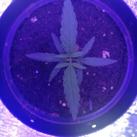 Watermelon Zkittlez growlog timeline photo