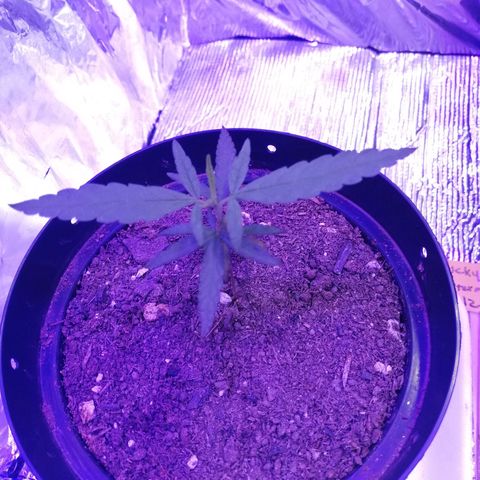 Watermelon Zkittlez growlog timeline photo