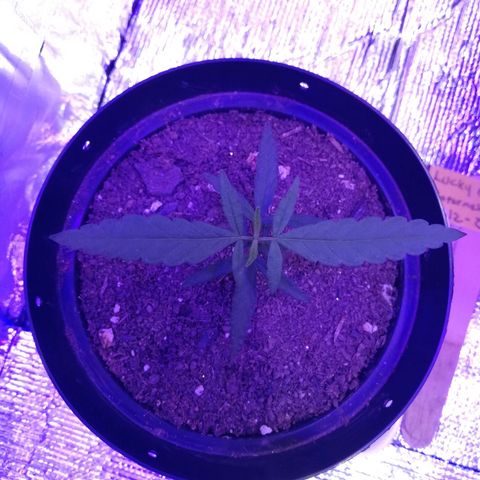Watermelon Zkittlez growlog timeline photo