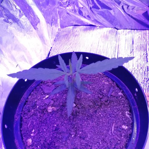 Watermelon Zkittlez growlog timeline photo