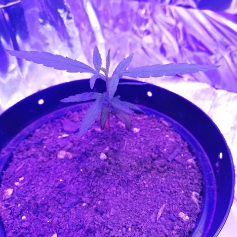 Watermelon Zkittlez growlog timeline photo