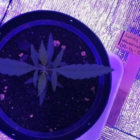 Watermelon Zkittlez growlog timeline photo