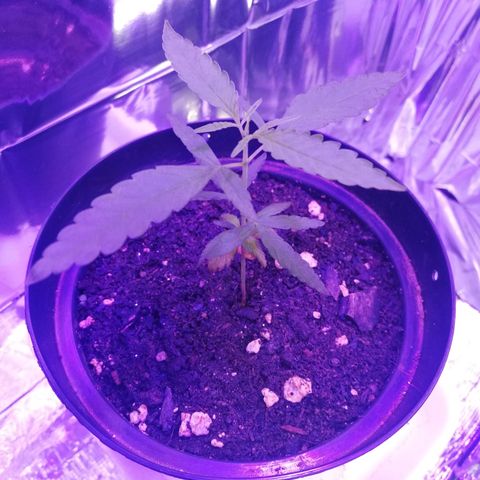 Watermelon Zkittlez growlog timeline photo