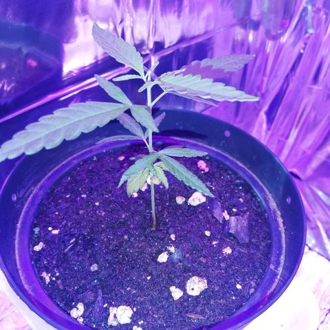 Watermelon Zkittlez growlog timeline photo