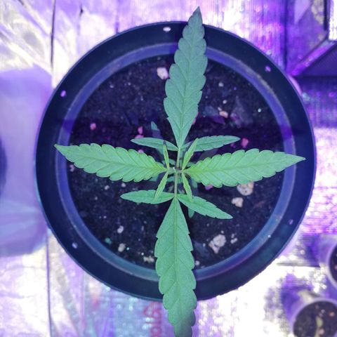 Watermelon Zkittlez growlog timeline photo