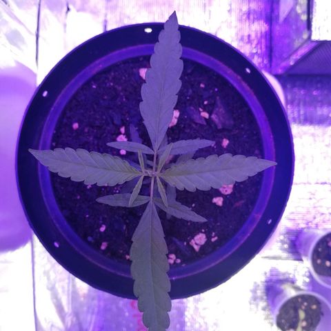 Watermelon Zkittlez growlog timeline photo