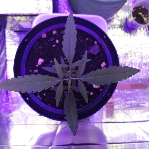 Watermelon Zkittlez growlog timeline photo