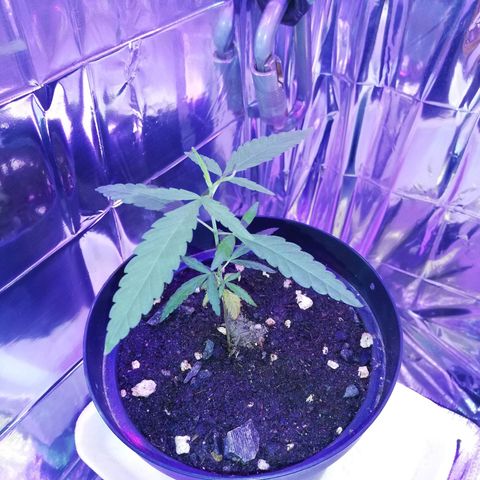 Watermelon Zkittlez growlog timeline photo