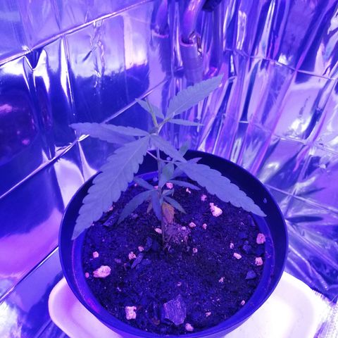 Watermelon Zkittlez growlog timeline photo