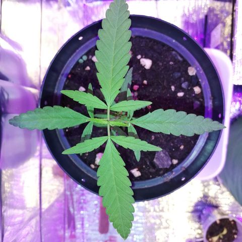 Watermelon Zkittlez growlog timeline photo