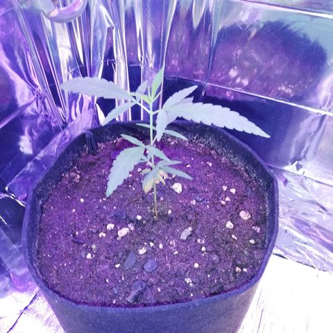 Watermelon Zkittlez growlog timeline photo