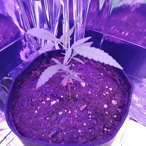 Watermelon Zkittlez growlog timeline photo