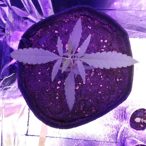 Watermelon Zkittlez growlog timeline photo