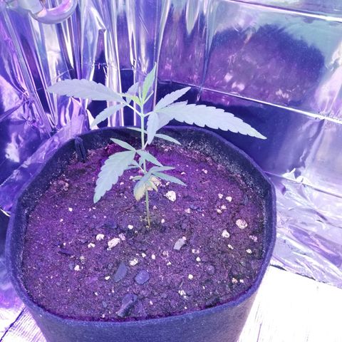 Watermelon Zkittlez growlog timeline photo