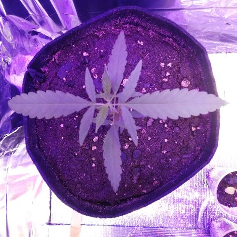 Watermelon Zkittlez growlog timeline photo