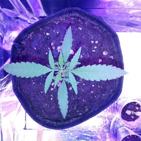 Watermelon Zkittlez growlog timeline photo