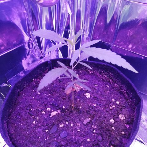Watermelon Zkittlez growlog timeline photo