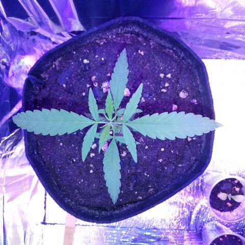 Watermelon Zkittlez growlog timeline photo