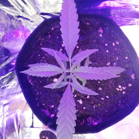 Watermelon Zkittlez growlog timeline photo
