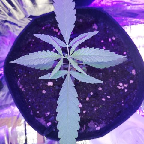 Watermelon Zkittlez growlog timeline photo