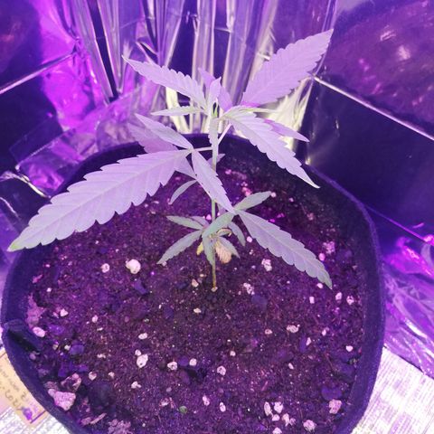 Watermelon Zkittlez growlog timeline photo