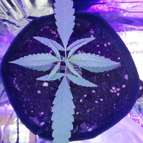 Watermelon Zkittlez growlog timeline photo