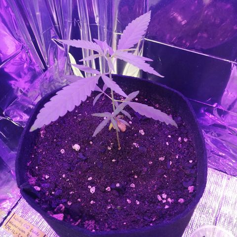 Watermelon Zkittlez growlog timeline photo