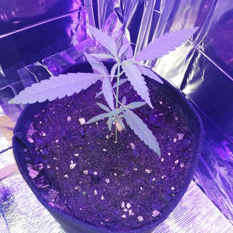 Watermelon Zkittlez growlog timeline photo
