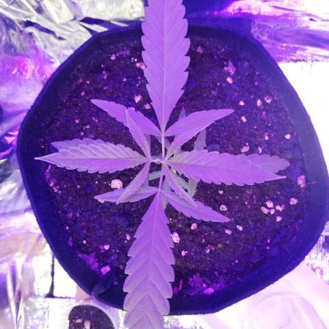 Watermelon Zkittlez growlog timeline photo