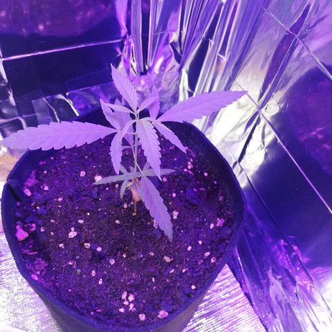 Watermelon Zkittlez growlog timeline photo